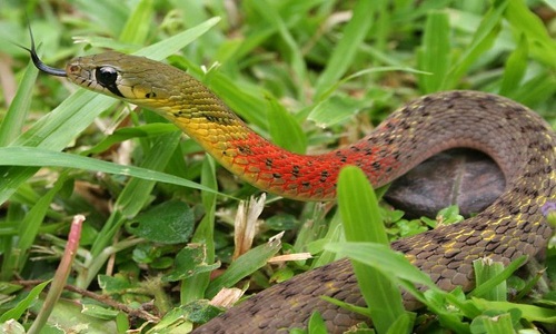 Hình ảnh con rắn cổ đỏ